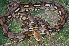 male tiger het
