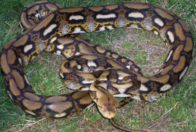 male tiger het