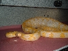 TIger Albino Female 1