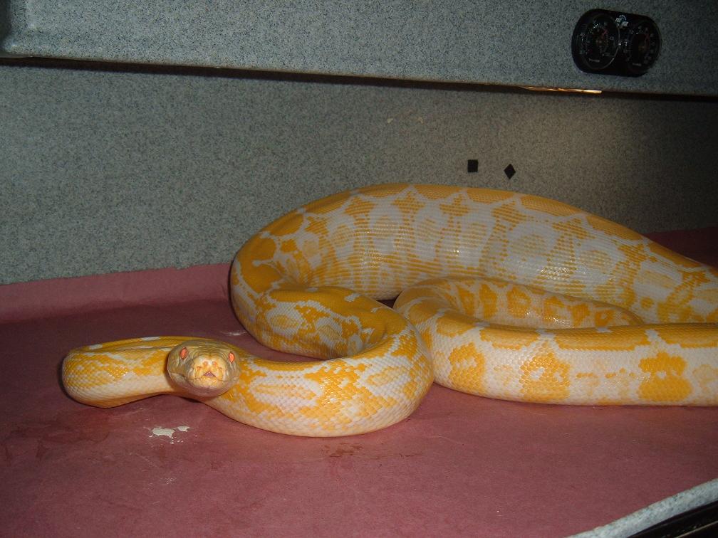 TIger Albino Female 1
