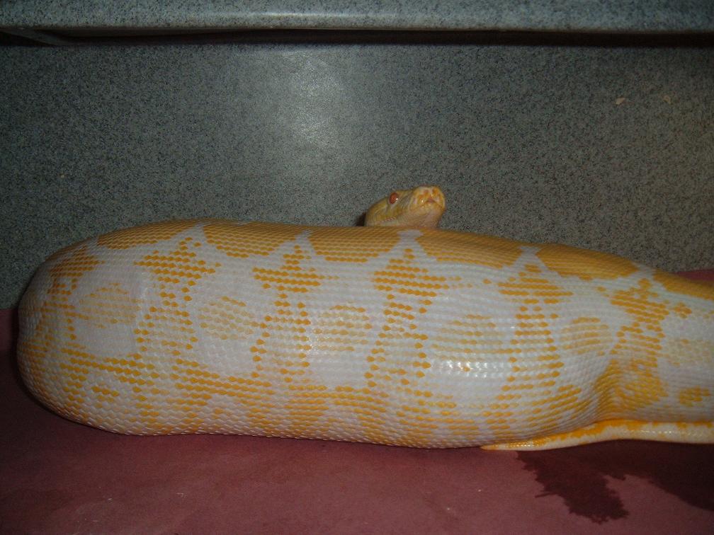 Tiger Albino Female 2