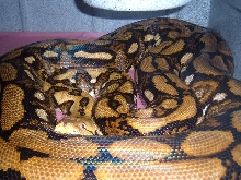 TIger Het Female 1