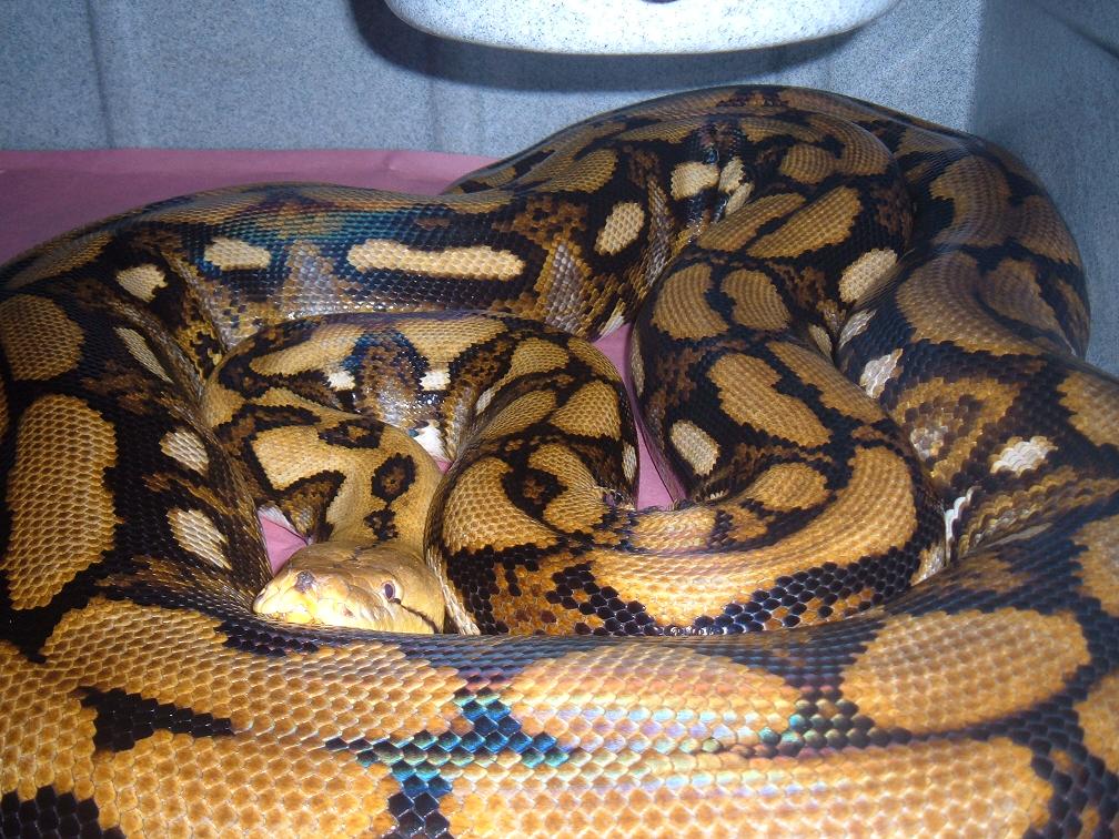 TIger Het Female 1