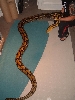 Tiger Het Female 2