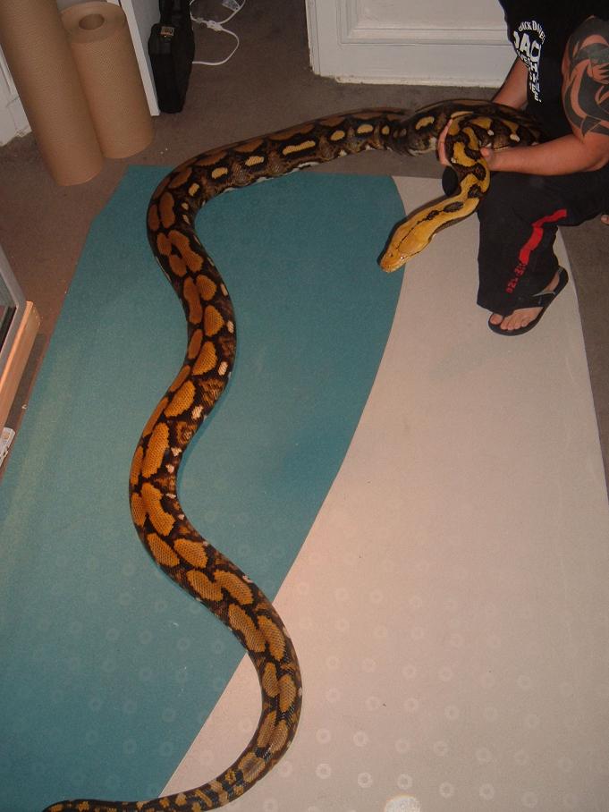 Tiger Het Female 2