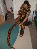 Tiger Het Female 3
