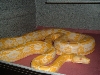 TIger Albino Female After