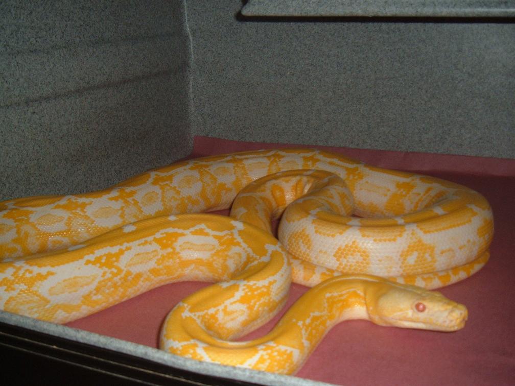 TIger Albino Female After