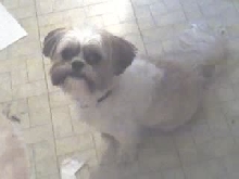 Cosmo