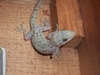 GECKO FOR ID
