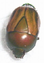 CETONIDAE FOR ID