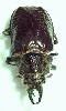 Lucanidae for id