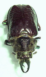 Lucanidae for id