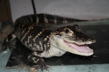 American Alligator 28 inch tip to tail