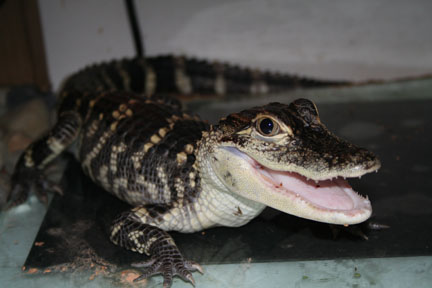 American Alligator 28 inch tip to tail