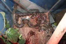my first breeding experience-baby boas