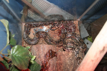 my first breeding experience-baby boas