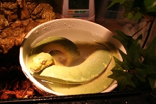 my new chrono's bath to cure dysecdysis/help new shed