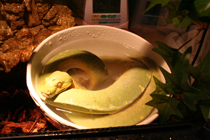 my new chrono's bath to cure dysecdysis/help new shed