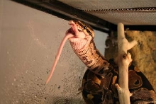 buddy our baby ball python eats his first mouse