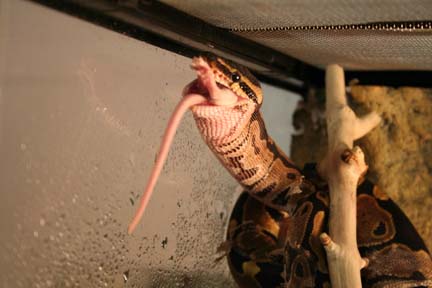 buddy our baby ball python eats his first mouse