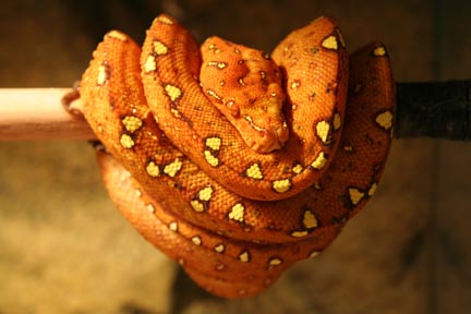 this is my new chrondpython biak locale