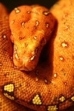 my new chrondo-closeup pic
