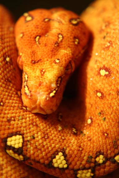 my new chrondo-closeup pic