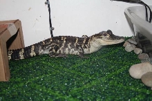 elvis' new carpet