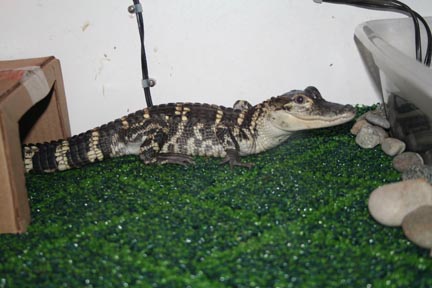 elvis' new carpet