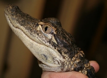 alligator mug shot