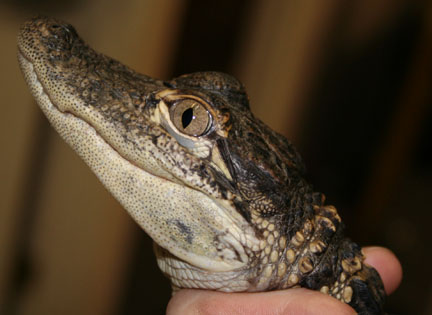alligator mug shot