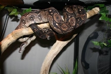 lucky basking