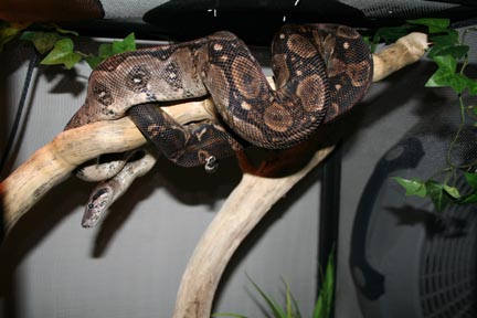 lucky basking