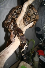 Lucky- a male peruvian red-tailed boa