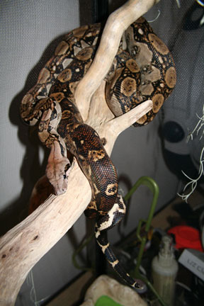 Lucky- a male peruvian red-tailed boa