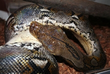 jazz-11ft male retic eats a huge rat