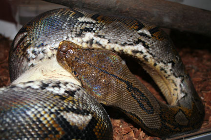jazz-11ft male retic eats a huge rat