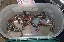 sparating the neonates