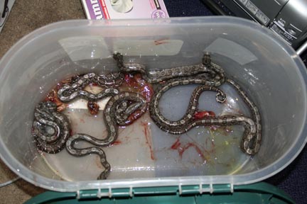 sparating the neonates