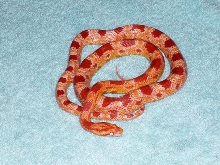 Amel Corn