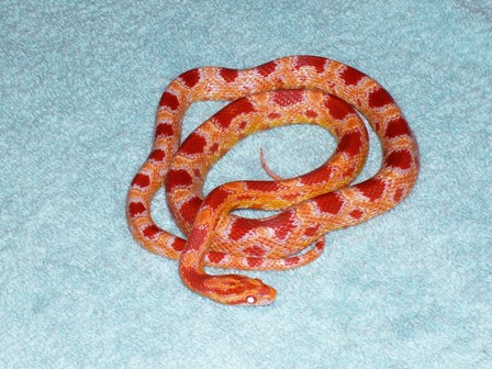 Amel Corn
