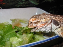 Max Chowing Down