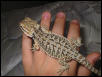 What morph?