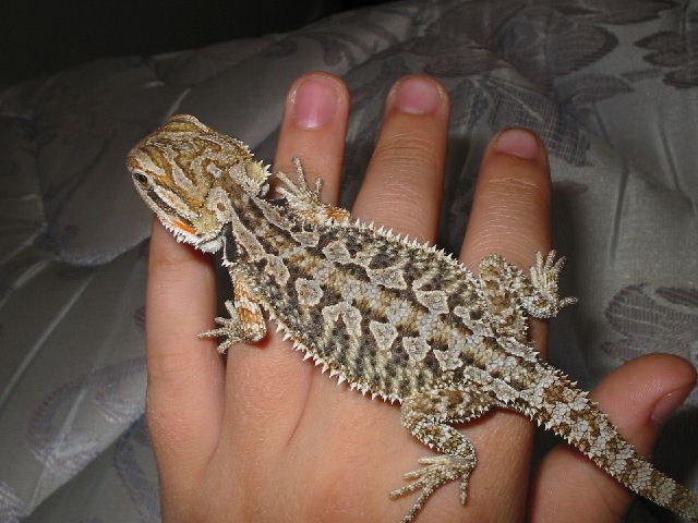 What morph?