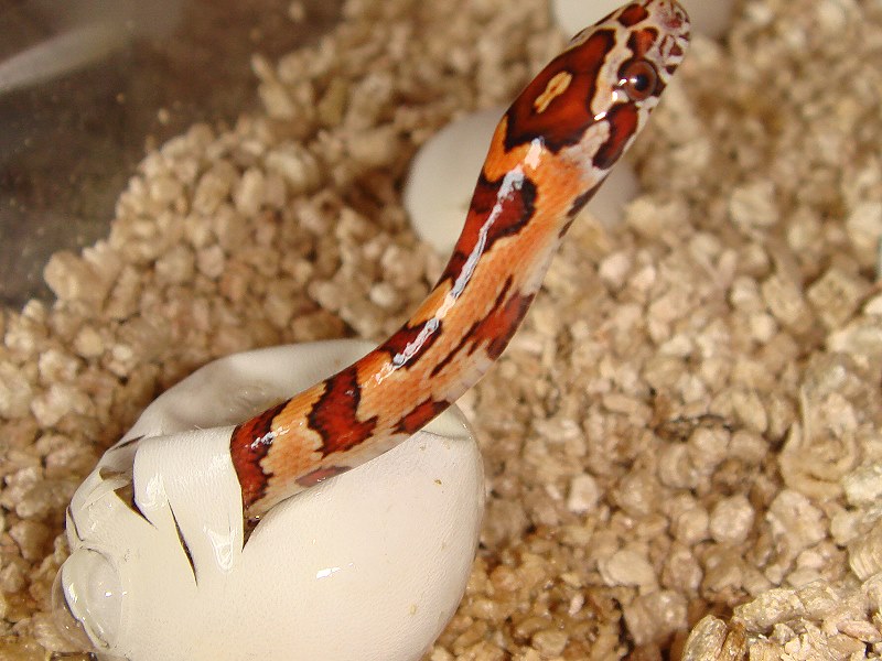 V x R x butter x Aztec Motley corn