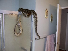 escape