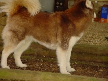 wigwag 04