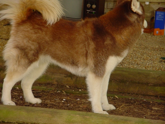 wigwag 04