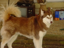 wigwag 05